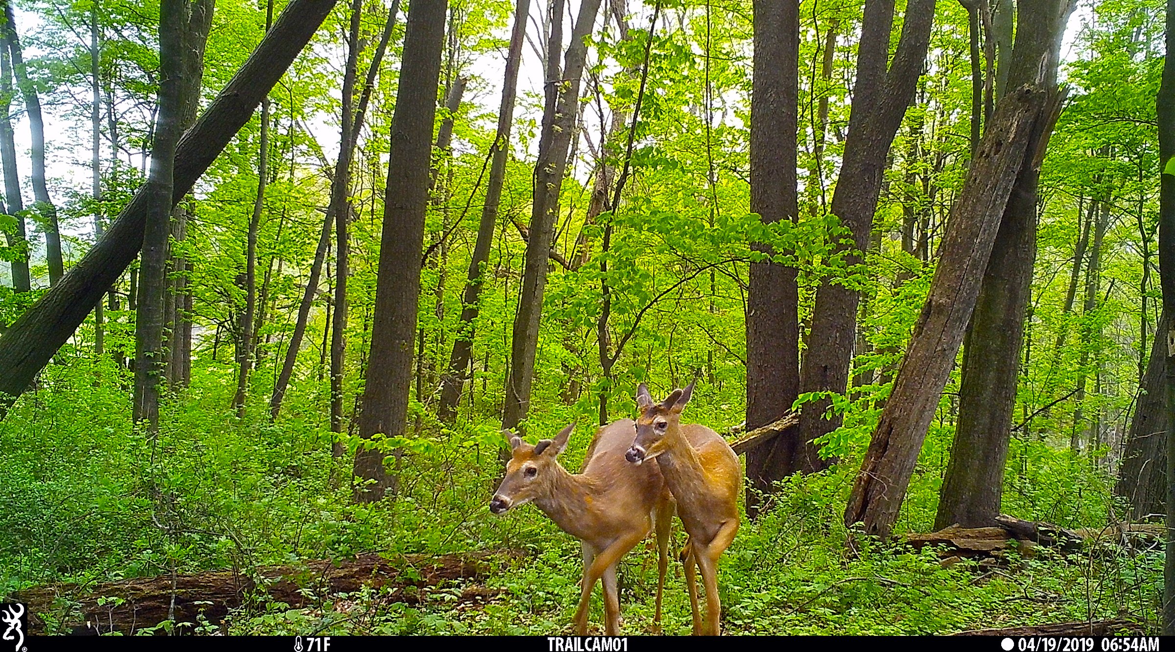 Deer in Van Buren County, Michigan farmland - LAND AUCTION - 194+/- ACRES OFFERED IN 5 TRACTS IN VAN BUREN COUNTY, MICHIGAN